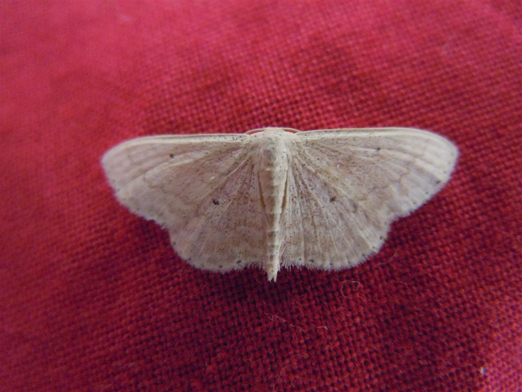 Idaea o Scopula?